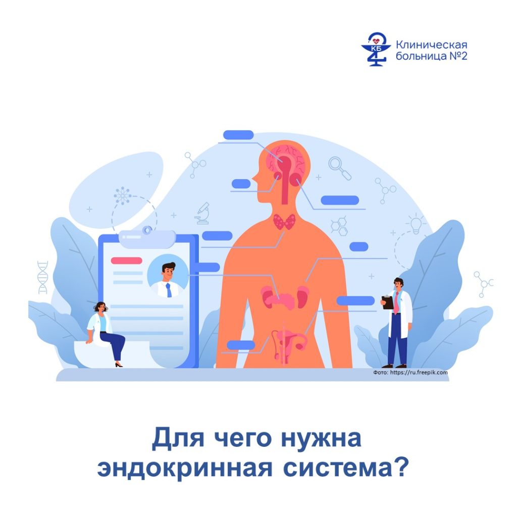 Эндокринная система